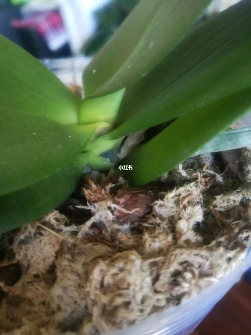 这种蝴蝶兰是茎腐吗?_蝴蝶兰_家居家装_家居装饰_花艺