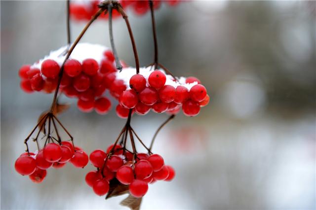 读过王维的相思都知道,相思豆,其实就是红豆,红艳又可爱的红豆早已