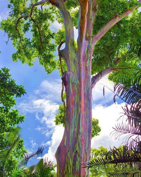奇异的彩虹桉树
