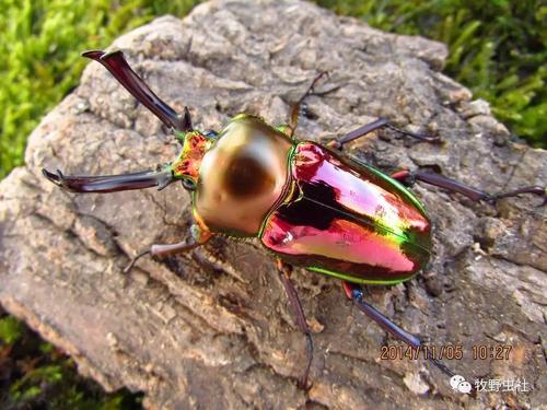 世界上最美丽的彩虹锹形虫~ | 甲虫饲育笔记