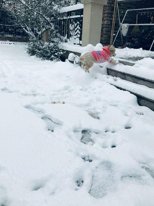 武汉下雪了