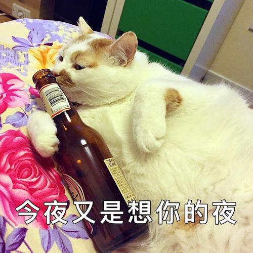 今夜又是想你的夜