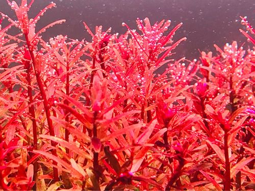 头一回养血红宫廷这么成功 - 水草种植 - cta南美水族