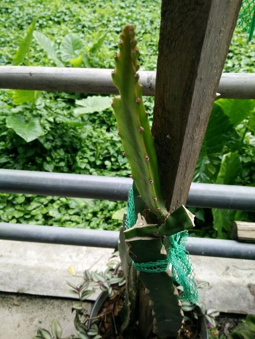 为了让火龙果枝条下垂,老爸扯坏了我4根存货,最后两棵