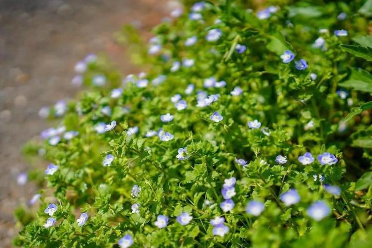风滚草