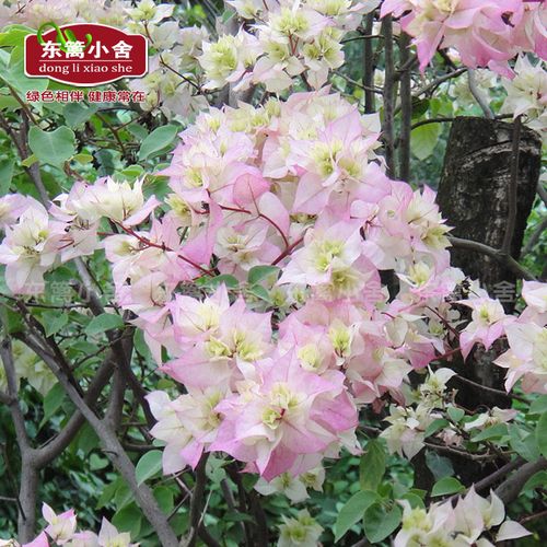 带盆 怡景三角梅西施怡锦 藤本攀援花卉重瓣五彩 三叶梅 九重葛