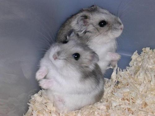 仓鼠发出小鸟叫的声音?仓鼠感冒怎么办