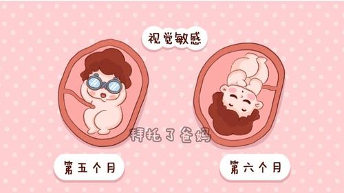 胎儿发育全过程图,原来胎宝宝