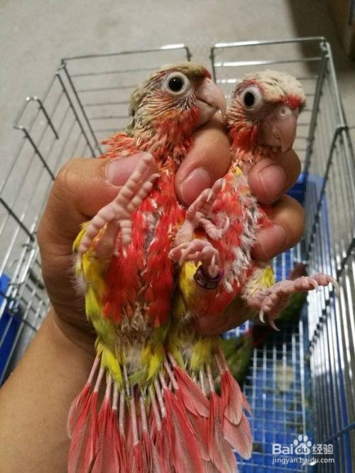 和尚鹦鹉怎么分公母