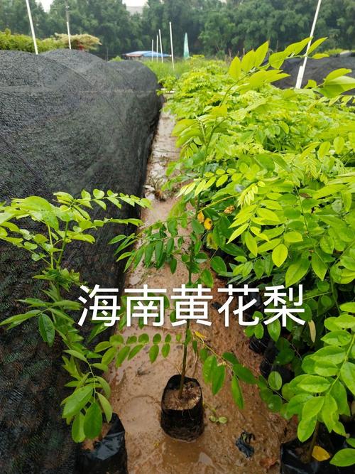 正宗海南黄花梨名贵苗木树苗油梨树苗红木降香黄檀树苗木盆栽地栽