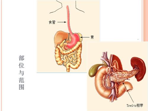 上消化道出血处理及鉴别诊断ppt课件