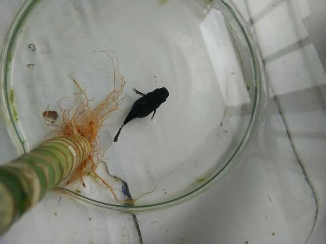 我的黑玛丽是不是怀孕了,为什么公玛丽光追它还咬它