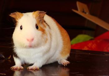 属鼠的人今年多大【2019年】 - 初恋星座网