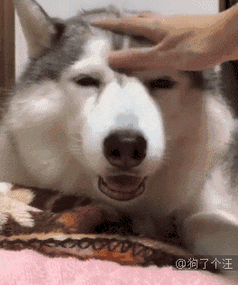 小哥拍下的自己万圣节装扮的女朋友和他家的怂狗,笑死了