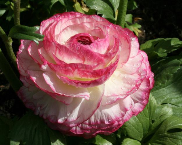 有单瓣及重瓣之分.花毛茛株姿玲珑秀美,花色丰富艳丽.花语:高贵,典雅.