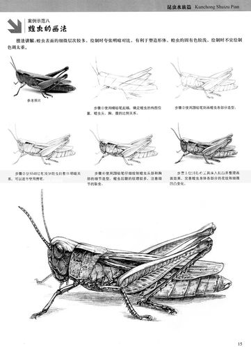 智品图书包邮 素描铅笔画昆虫水族篇画蝗虫蝴蝶等画法手绘新生从入门