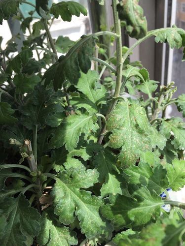 家养菊花叶子出现问题,剪过一次,还是很严重,不清楚是菌感染还是什么