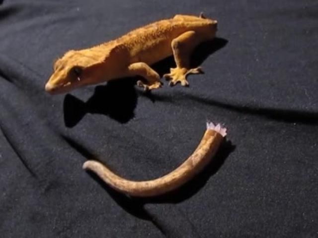 壁虎尾巴断了,主人把断尾放在壁虎面前,看看它有什么反应?