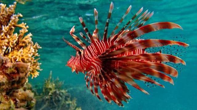 如果把淡水鱼放进海里,它们能正常生存吗?看完之后明白了!