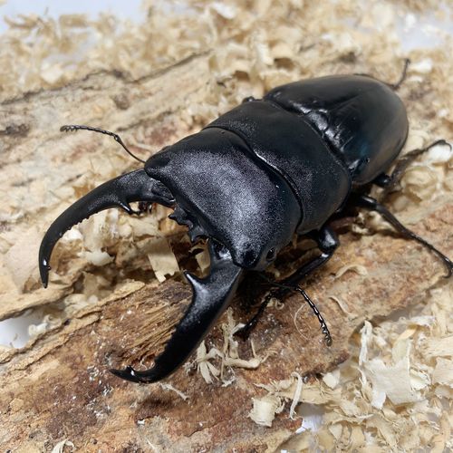 巴拉望巨扁锹 大锹形虫 大扁 (成虫 幼虫 )巨鄂 长戟大兜虫甲虫