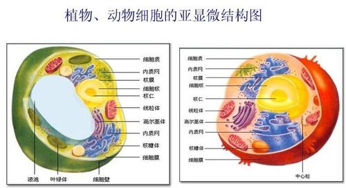 画任意一种类型的细胞一个,并标明细胞的一般结构和线