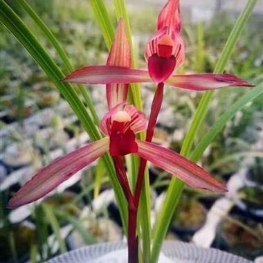 春兰~铭品滇红素引种苗1苗 - 中国兰花交易网