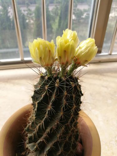 仙人球一一龙王球开花
