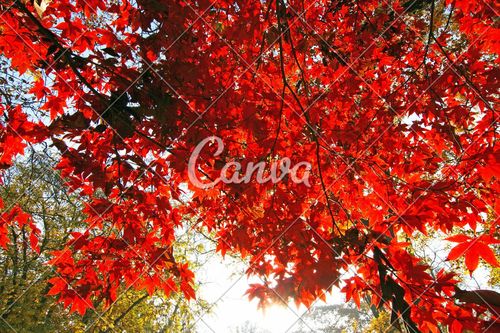 绿色森林天空户外风景秋天树枫树逆光阴影高清图片