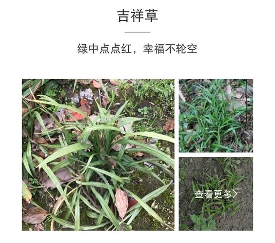 吉祥草,又叫蛇尾七,因为其果实的缘故,所以吉祥草特别像响尾蛇的尾巴