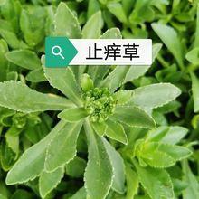野生藤三七植物苗盆栽食用药用土田七种苗种子根茎爬藤绿植包成活