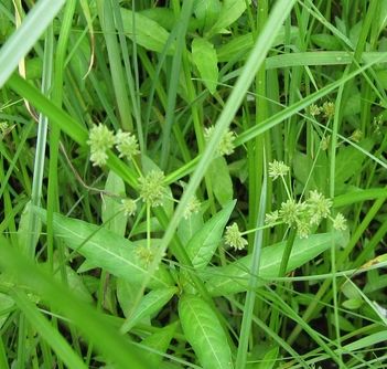 危害水稻作物较重的杂草莎草科杂草