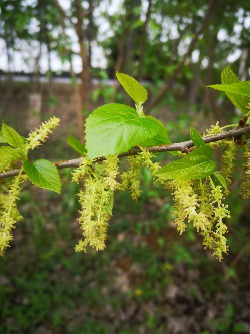 专家您好,我在网上买的桑树三年了,开花不结果,开的花是像图片上的长