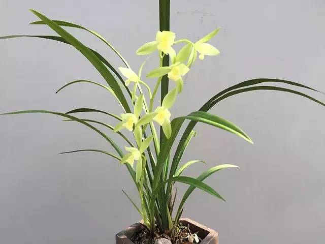 大荷素建兰四季兰素心兰花苗兰草花卉盆栽室内客厅花盆景绿植包邮