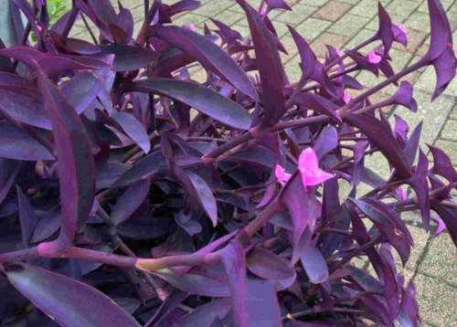 展开全部 紫鸭跖草(拉丁学名为:setcreasea purpurea boom.