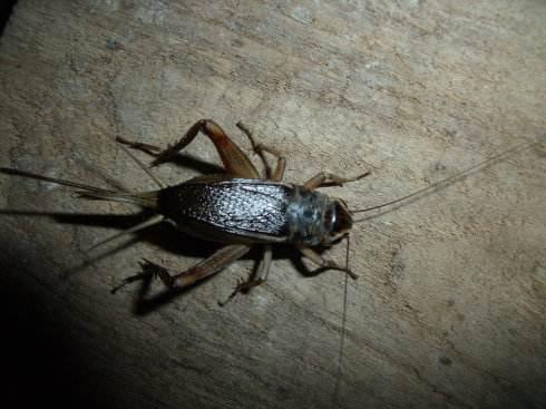 农村田地里面的昆虫油葫芦跟蟋蟀有啥区别油葫芦能吃吗