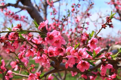 2021平谷桃花节一日游|平谷天云山采摘草莓一日游