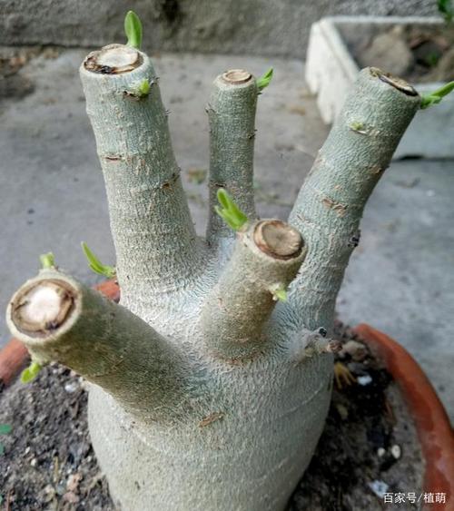 沙漠玫瑰修剪11天后没有出芽动静,过了20多天,一片片