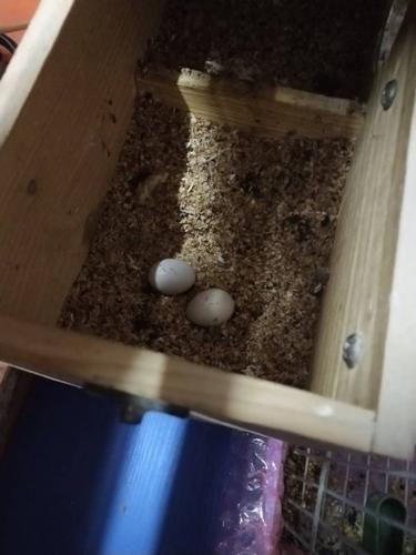 我家牡丹鹦鹉蛋27天了还没出壳.用光照,已成形.蛋发黑