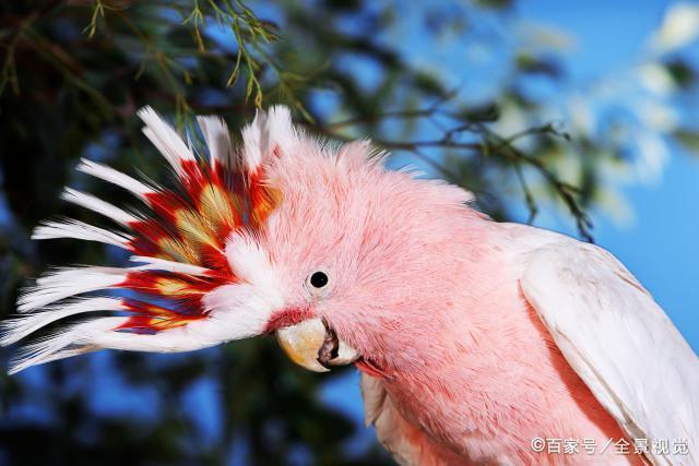 优点:外观霸气,没养过,不知道 黑葵又名:棕榈巴丹鹦鹉,椰子金刚鹦鹉.