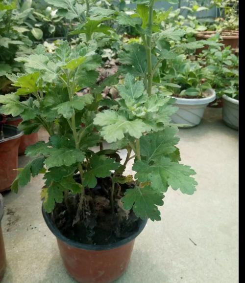 盆栽菊花苗批发
