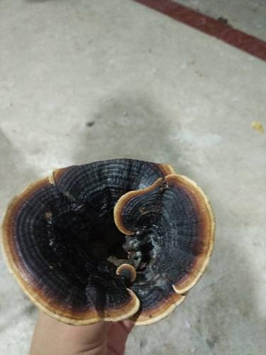 这是在龙眼树下摘的,不知道是不是灵芝,长得很像而且味道也很像,这是