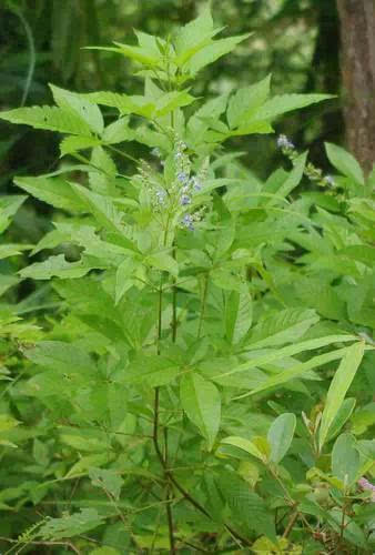 惠州人常用草药你知道多少?不知当是草,知道就是宝!