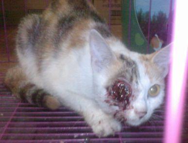 流浪猫眼球被一男子用弹弓打爆,惨不忍睹(附图.图片较