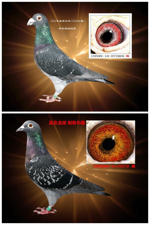 恒顺之星,chn1999—10-073969,2002年春季2000公里嘉峪关雄组总冠军