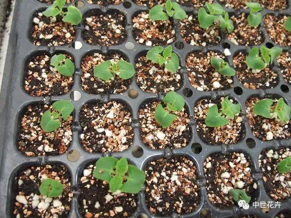 18种常见花卉育种技术——一串红"展望"