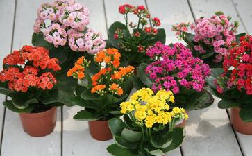 长寿花的养殖方法