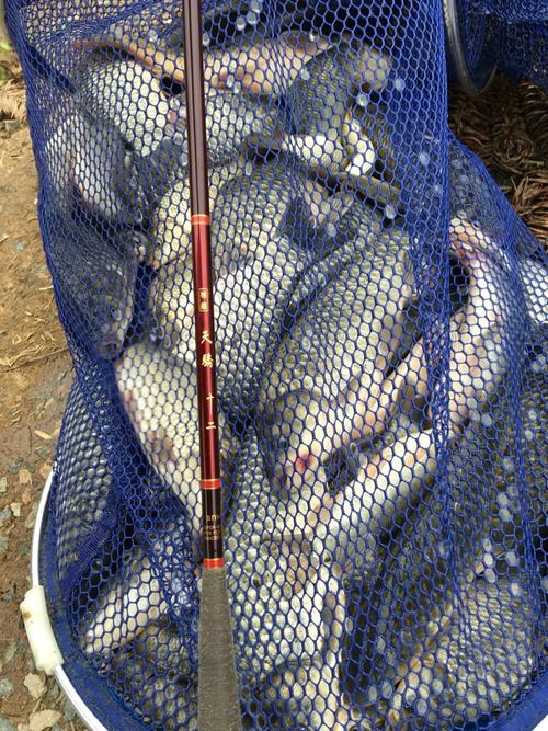 石龟水库钓鲫鱼爆护