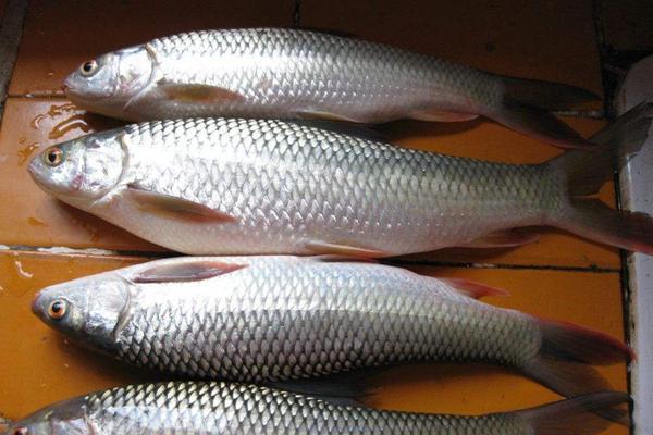 安庆手写板定制采购是什么_鹏珠电子