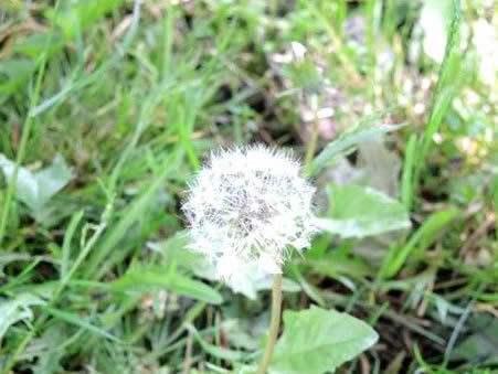 我们和地球 下列哪种植物又被称为黄花地丁婆婆丁