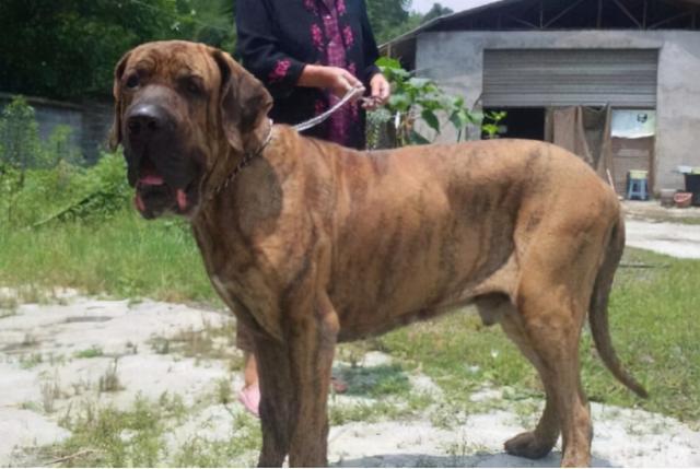 日本土佐犬_土佐犬多少钱一只_土佐犬和比特犬谁厉害